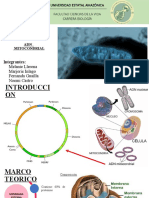 ADN Mitocondrial