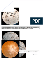 PDF Microscopia 21