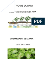 Rodrigo Diapositivas Cultivo de Papa