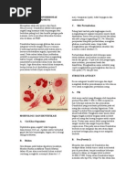 Download NEISSERIA GONORRHOEAE by Aya SN50830004 doc pdf
