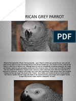 Präsentation African Grey