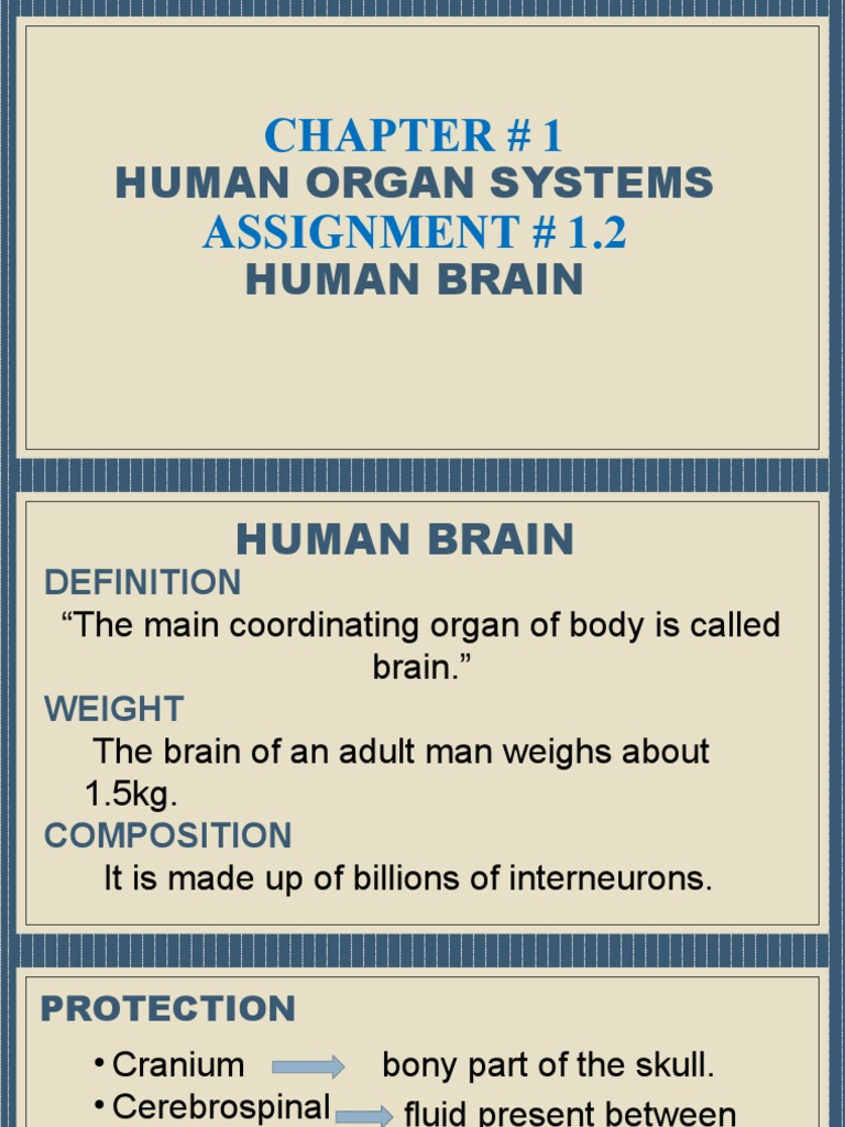 Chapter # 1 Assignment # 1.2: Human Organ Systems Human Brain | PDF ...