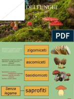 Funghi Approfondimento