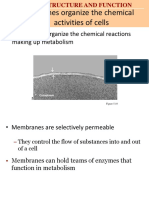 Membranes Organize The Chemical Activities of Cells