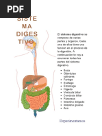 El Aparato Digestivo