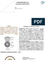 06 Първично устройство на корен и Анатомично устройство на лист