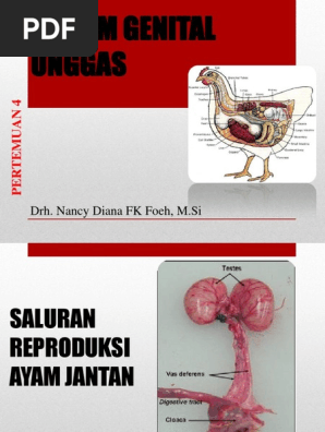 87 Gambar Organ Reproduksi Unggas Betina Gratis