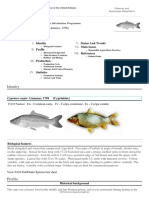FAO Fisheries & Aquaculture - Cultured Aquatic Species Information Programme - Cyprinus Carpio (Linnaeus, 1758)