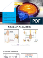 Exposicion de Neuroanatomia 1