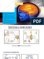 Neuroanatomía esencial