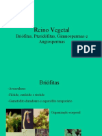 Reino Vegetal: Briófitas, Pteridófitas, Gimnospermas e Angiospermas