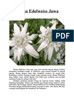 Bunga Edelweiss Jawa