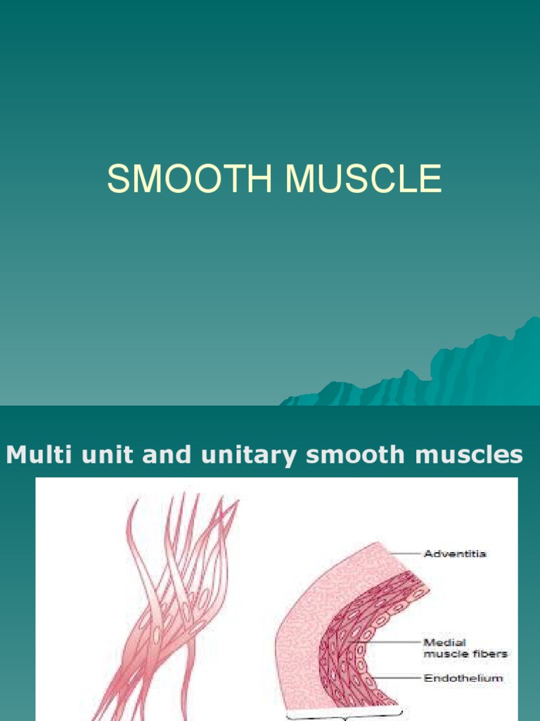 Smooth Muscle What It Doesnt Control You Wont Believe 3 - fkvc1hc