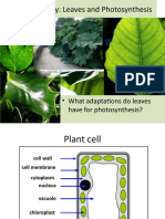MYP5 Biology: Leaves and Photosynthesis