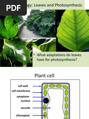 MYP5_PPT_2_Leaves_and_Photosynthesis_powerpoint_updated