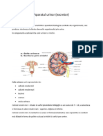 Aparatul Urinar Lectie Anatomie