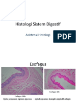 Oesophagus - Gaster