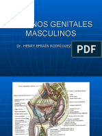 Organos Genitales Masculinos