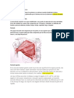 Clasificación de los músculos