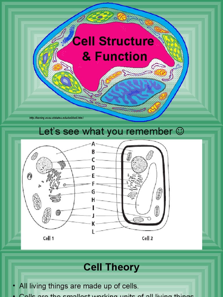 Grade 10 Cell - Structure - Function | Download Free PDF | Endoplasmic ...