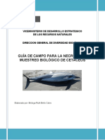 Guia de Campo Cetaceos 1