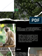 Proiect Biologie - Maimuțele (Staicu Robert)