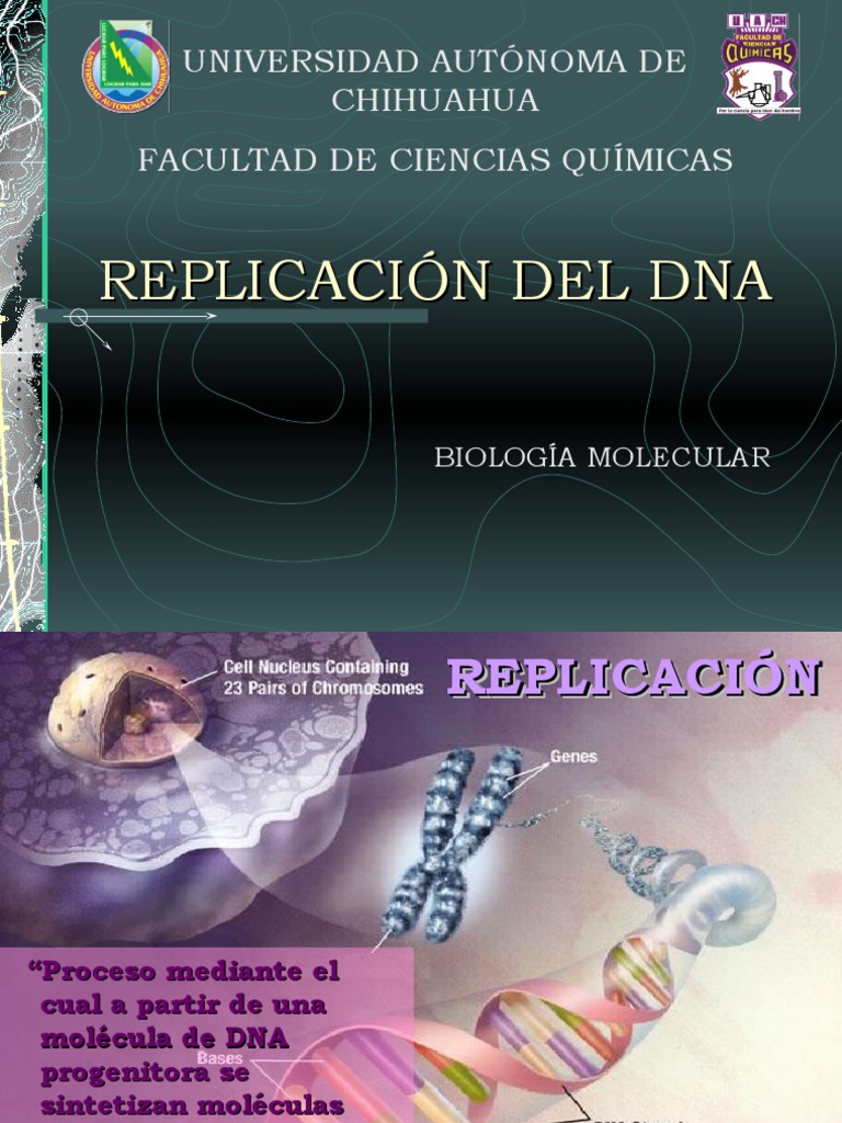 Replicación Del Dna | PDF | Replicación De Adn | Adn