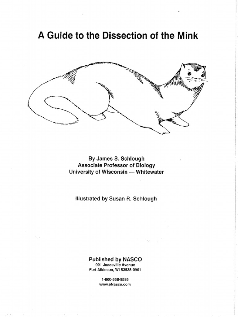 Mink Dissection Guide PDF