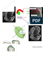 Embriologia Semana 14 Practica 3 2