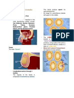 Assessment of Male Genitalia NCM 101 - H (1)