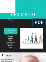 Ciclo Vital Diapositivas