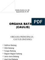 4 - 5. Organa Caulis