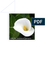 Calla Lily Flower