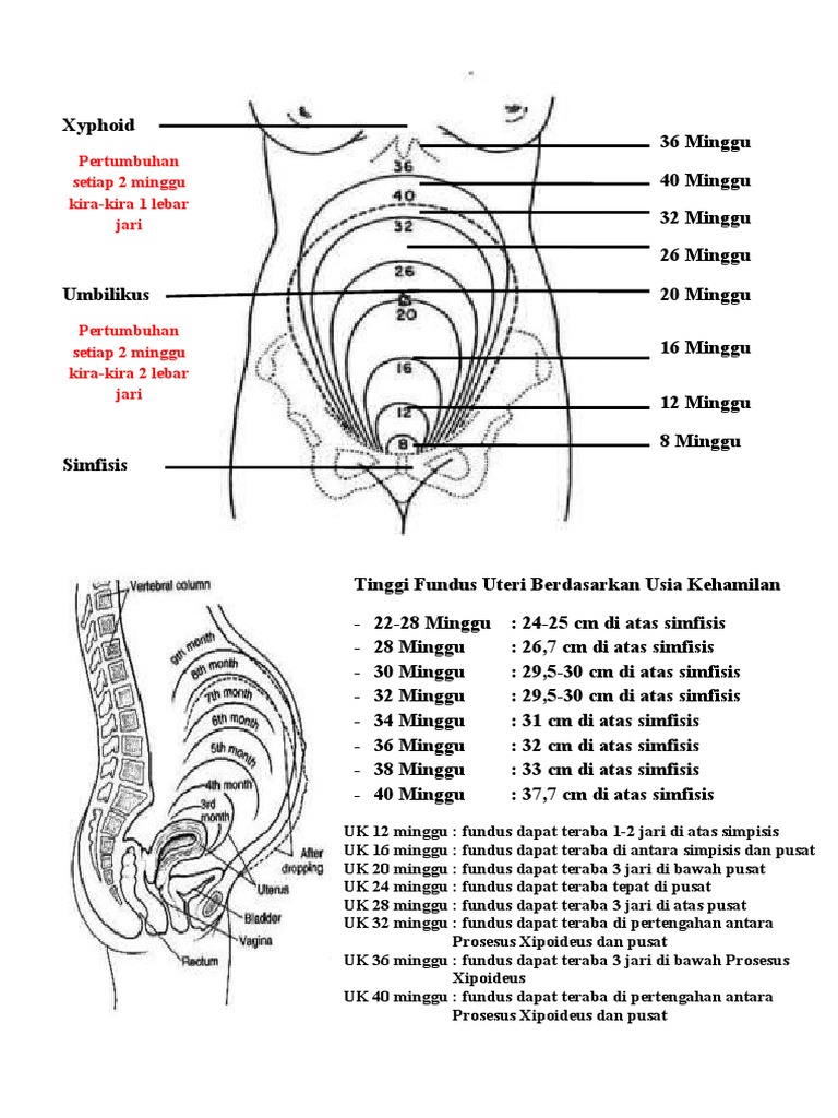 TFU Berdasarkan Usia Kehamilan PDF