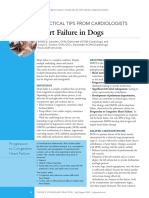 Heart Failure in Dogs: 6 Practical Tips From Cardiologists