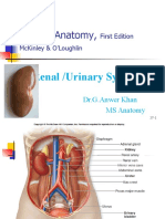 Human Anatomy,: Renal /urinary System