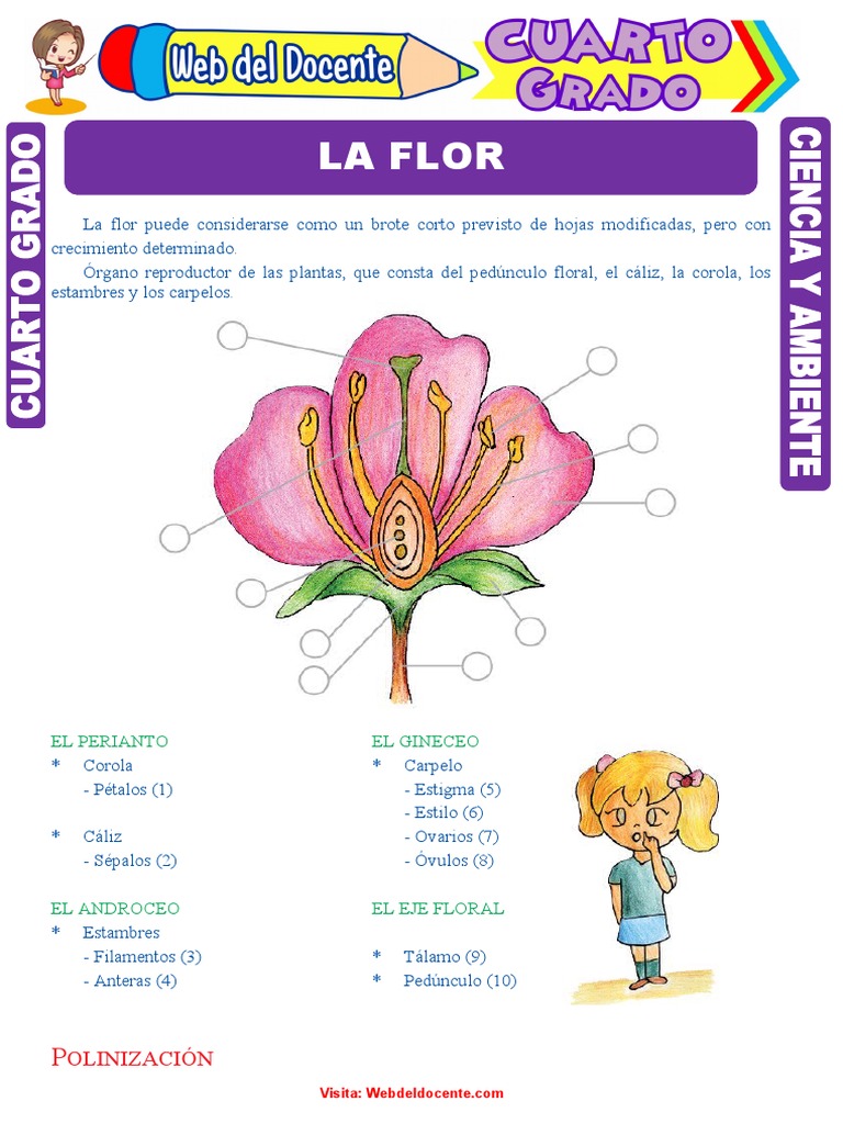 La Flor para Cuarto Grado de Primaria | PDF | Flores | Morfología Vegetal, image size:768x1024
