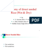 Agronomy of Direct Seeded Rice