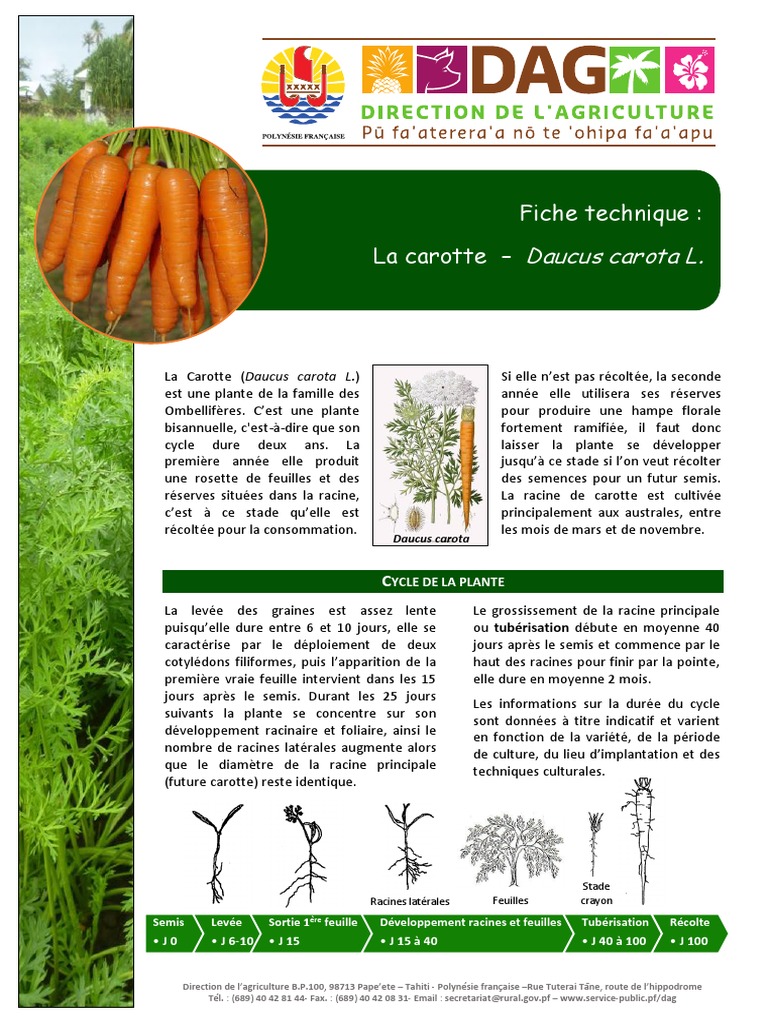 La culture des carottes