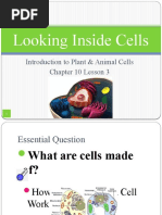 Looking Inside Cells: Introduction To Plant & Animal Cells Chapter 10 Lesson 3