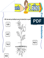 Partes de Una Planta para Niños de 2 Años