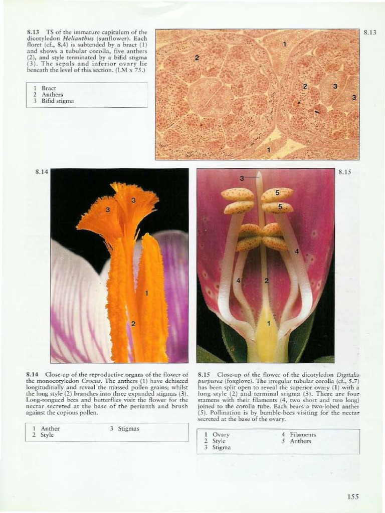 A Colour Atlas of Plant Structure - Bryan G. Bowes 9-17 | PDF ...