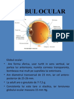 Globul Ocular