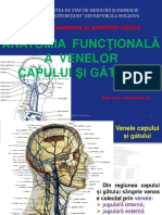 VENELE Capului Și Gâtului-42260