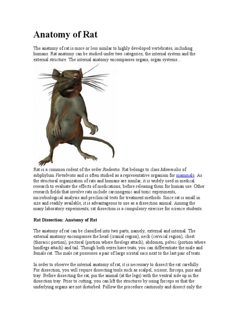 Rat Anatomy: Internal & External Structures | PDF | Gastrointestinal ...