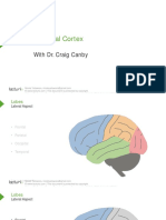 Slides 17 CerebralCortex BrainAndNervousSystem