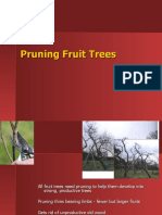 Pruning Fruit Trees