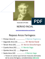 Nervio Facial