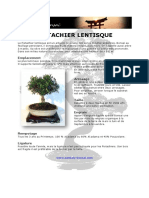 Fiche de Culture Bonsai - Pistachier Lentisque