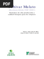Download CV Mulato by Tania Rodriguez SN50890451 doc pdf
